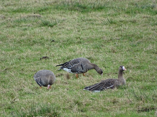 作为国内知 作为国内知